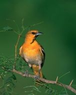 exotic yellow bullocks oriole on a green tree branch