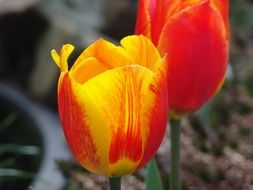 beautiful and delightful orange tulips