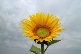 bright sunflower on a background of gray sky
