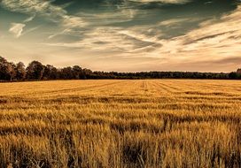 Landscape of the cornfield