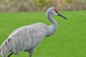 Beautiful crane in wildlife