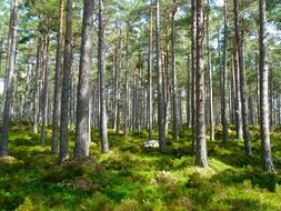 Green grass among forest trees