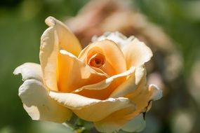 rose bud in the garden