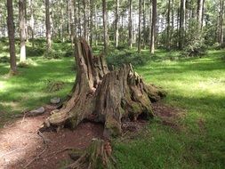 Strained tree in the forest