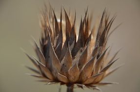 spiny dry thistle bud