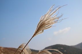 Close up photo of natural reed