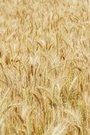 yellow spikes of a wheat field