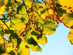 delightful sunny colorful leaves