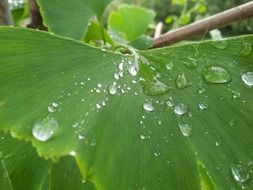 large raindrops on a fresh green leaf