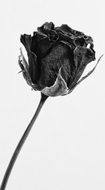 Picture of Black rose flower