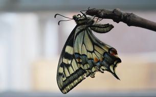 wonderful swallowtail butterfly