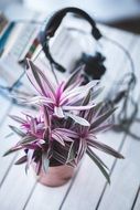 houseplant on a white table