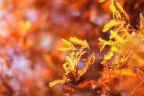 spring pine trees scenic views