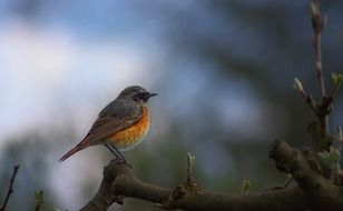 common redstart on a tree branch