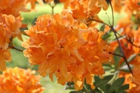 large orange flowers in the flowerbed