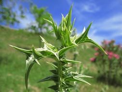 cotton thistle flower
