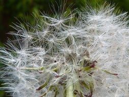 white dandelion feathers