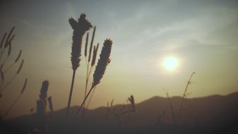 silhouette of blooming grass at sunset