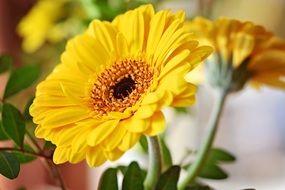 yellow marguerite bloom macro photo