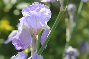 light purple iris in the garden