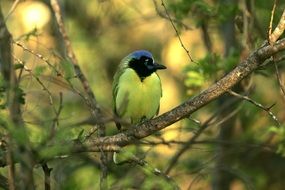 perched green jay