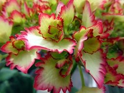 Beautiful white and green lush hydrangea flowers with a red rim