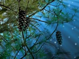 conifer starry