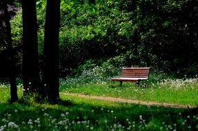 Empty bench in a forest