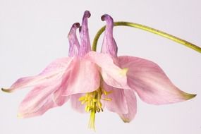 pink columbine flower