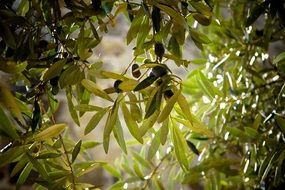 olive tree with green leaves close-up on blurred background