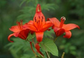 Red lily flowers