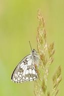 Butterfly with white wings on a flower