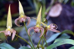orchid bud macro nature