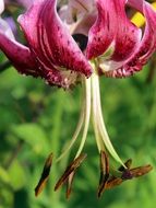 pestle of the lilium martagon close up