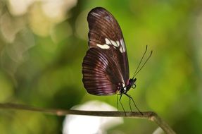 beautiful colours of butterfly wings