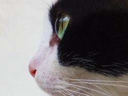 black and white cat face with a yellow eye