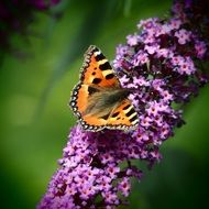 Butterfly on the bush with the violet flowers