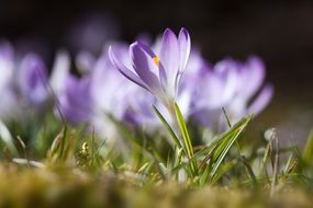 purple spring crocus