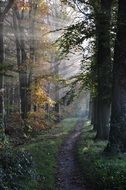 forest path in sunshine