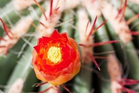 beautiful red flower on cactus