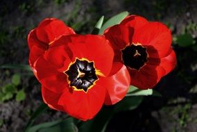 colorful tulips flowers in nature