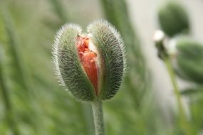 Closed poppy bud on a blurred background