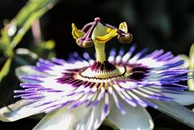 wonderful passion flower