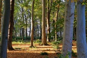 trees shadows in an autumn forest