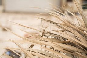 dry grass on the beach