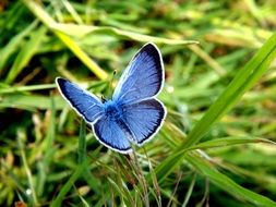 Light blue butterfly against the background of green grass