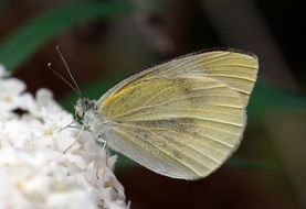 white dixeia small butterfly macro