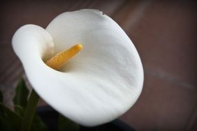 white flower with yellow pistil close-up