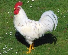 The cock bird on green grass