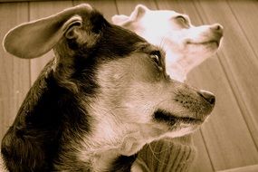 dogs in black and white image